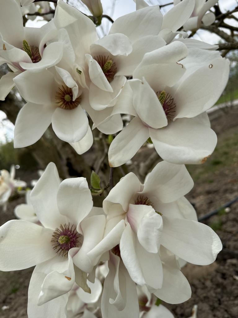 Magnolia soulangeana (x) 'Alba Superba'