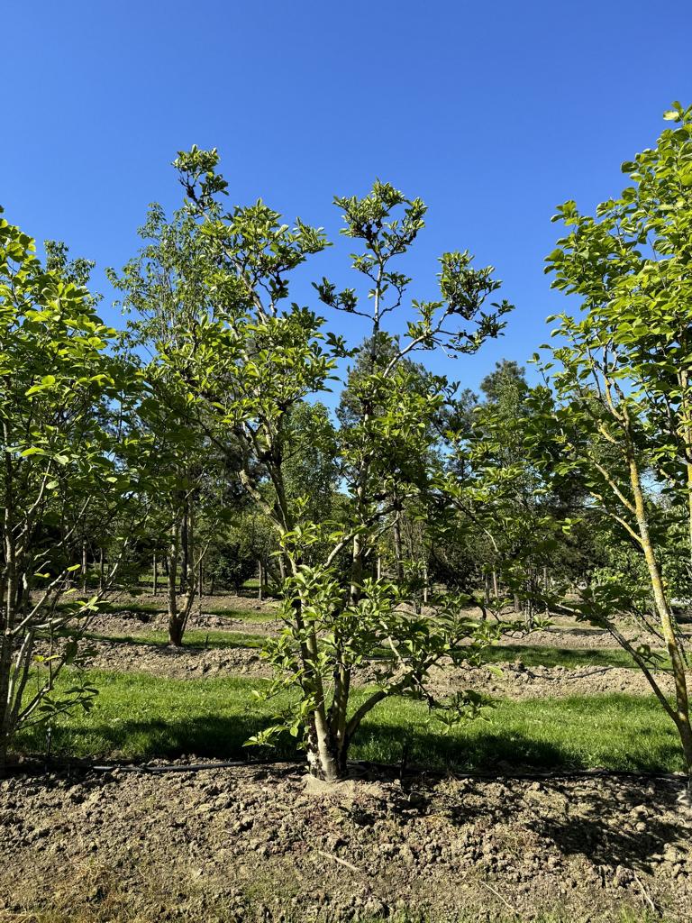 Magnolia soulangeana (x) 'Alba Superba'