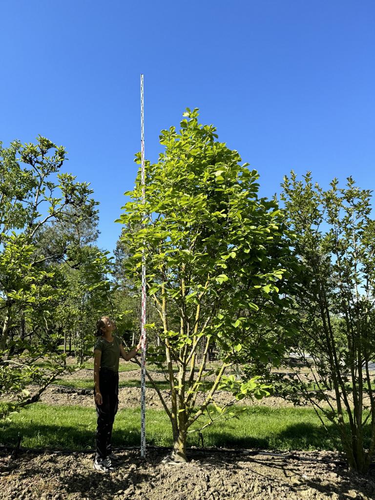 Magnolia soulangeana (x) 'Alba Superba'