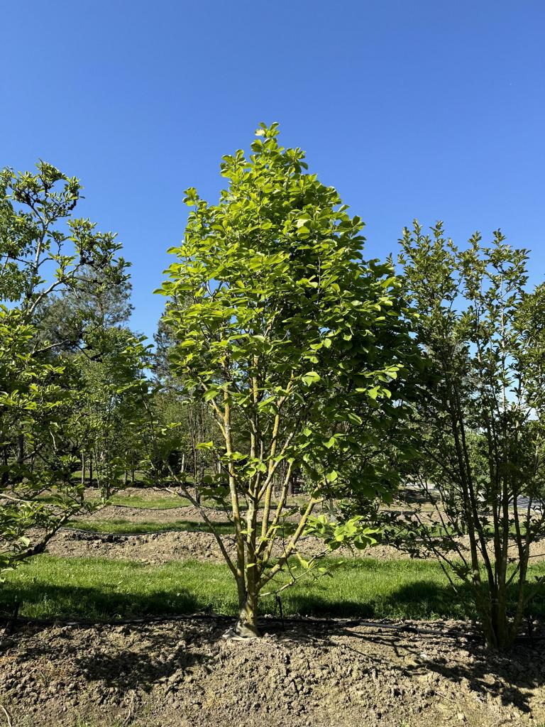 Magnolia soulangeana (x) 'Alba Superba'