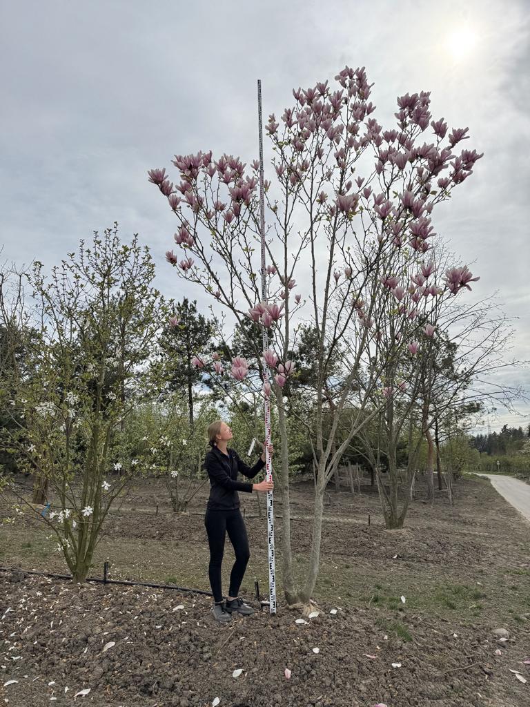 Magnolia 'Heaven Scent'