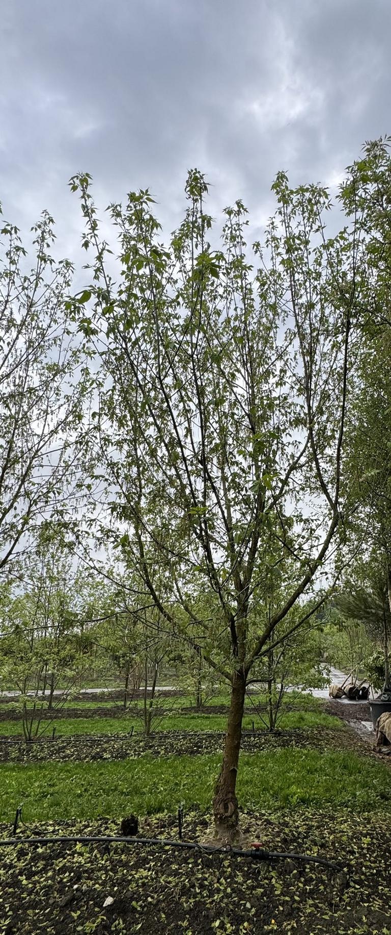 Acer negundo
