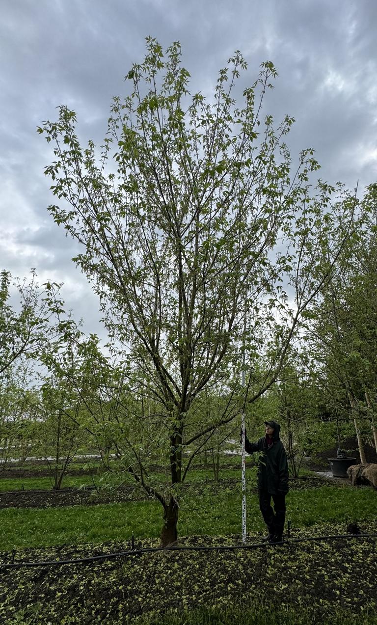 Acer negundo