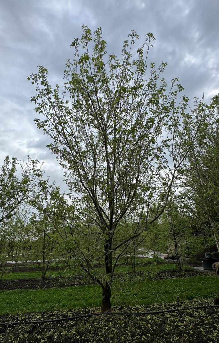 Acer negundo