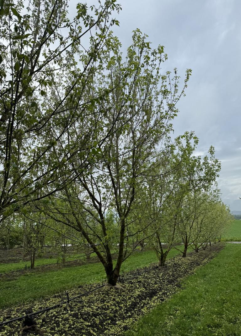 Acer negundo