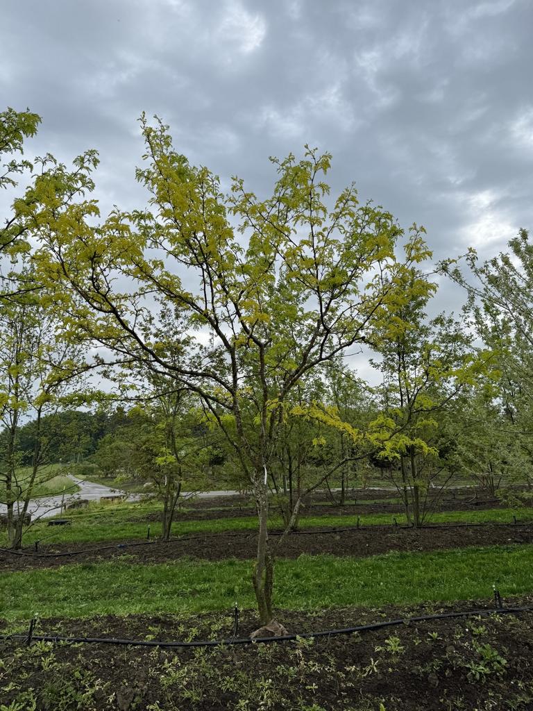 Gleditsia triacanthos 'Sunburst' Dachform