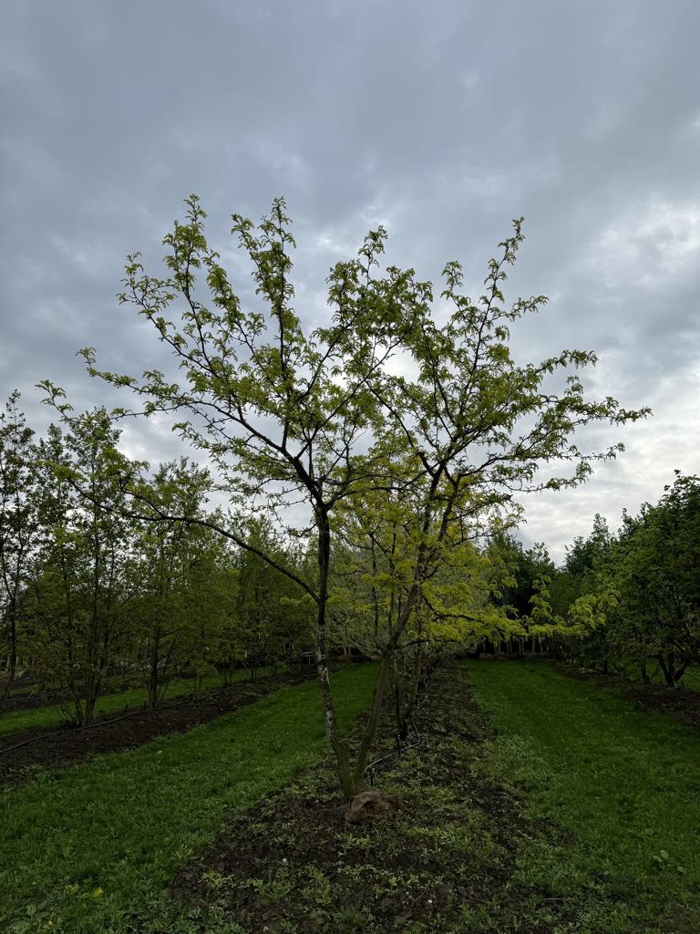 Gleditsia triacanthos 'Sunburst' Dachform