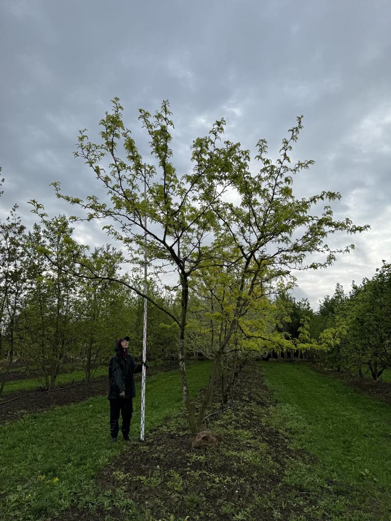 Gleditsia triacanthos 'Sunburst' Dachform