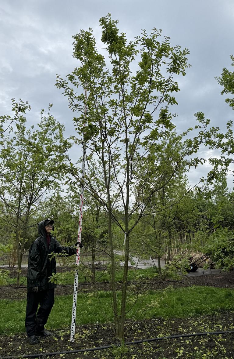 Quercus cerris