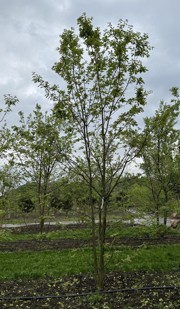 Quercus cerris