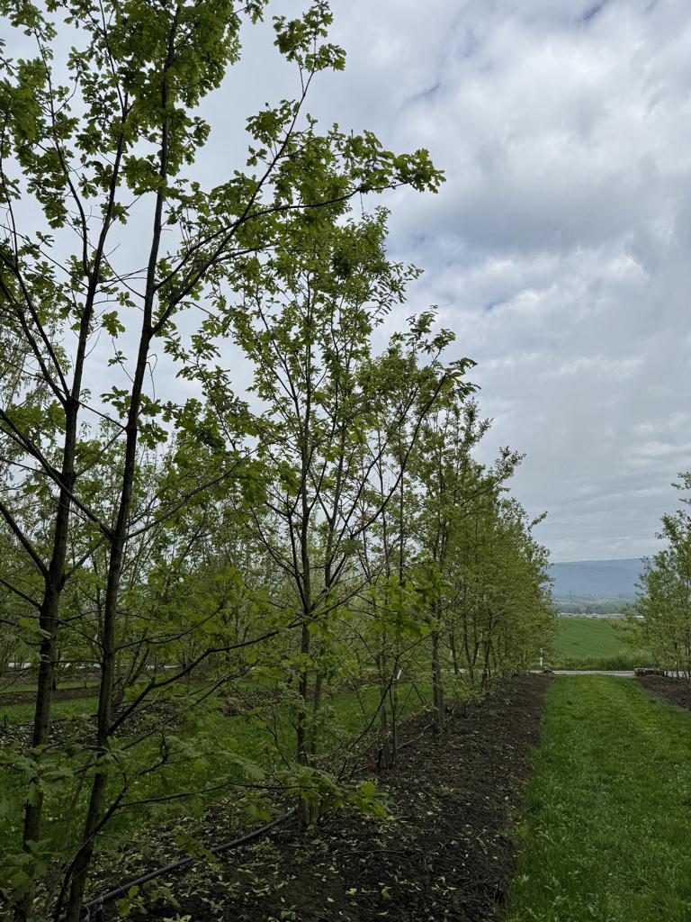 Quercus cerris