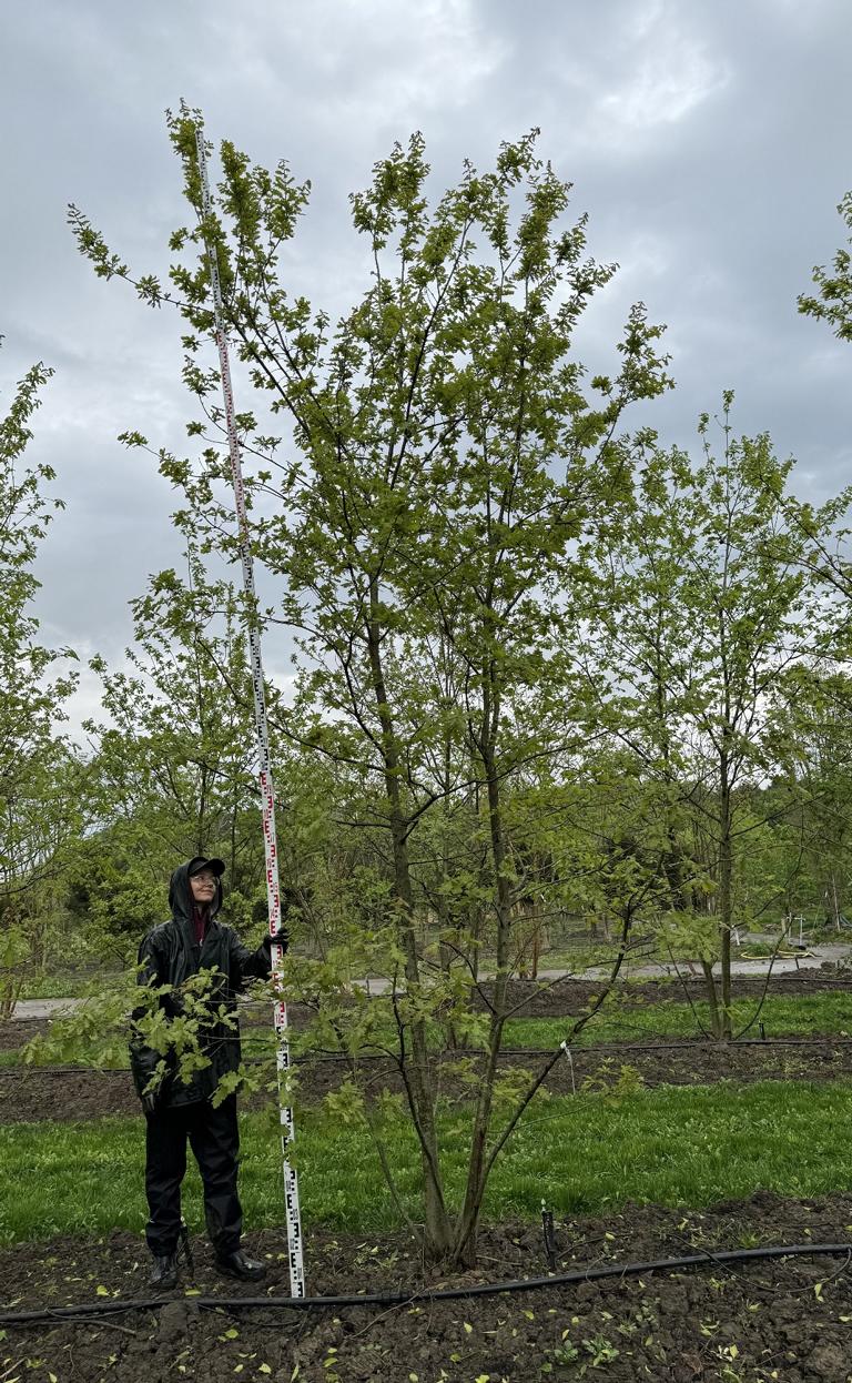 Quercus cerris