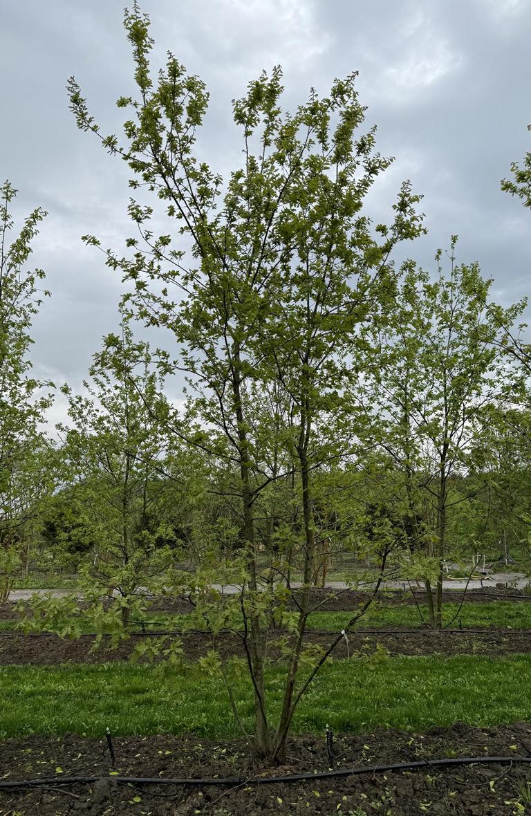 Quercus cerris