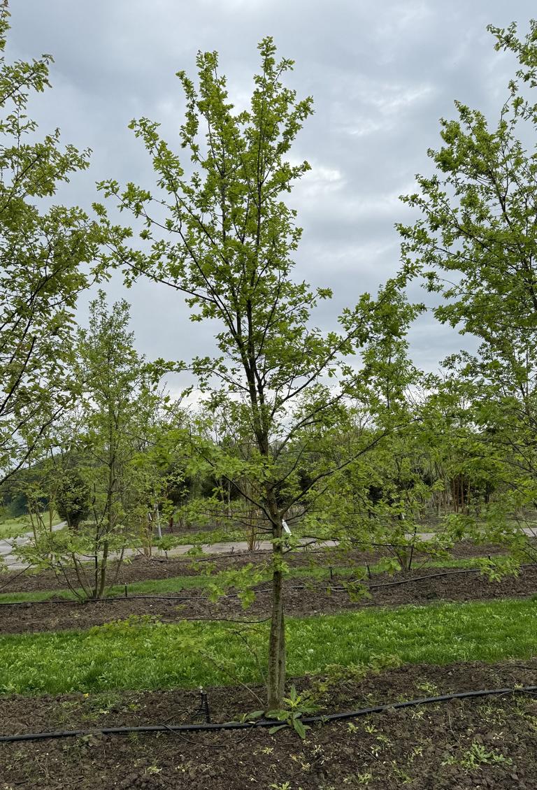Quercus cerris