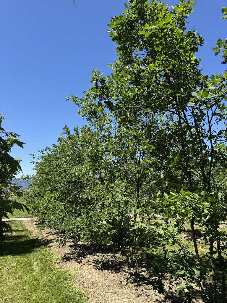 Quercus cerris