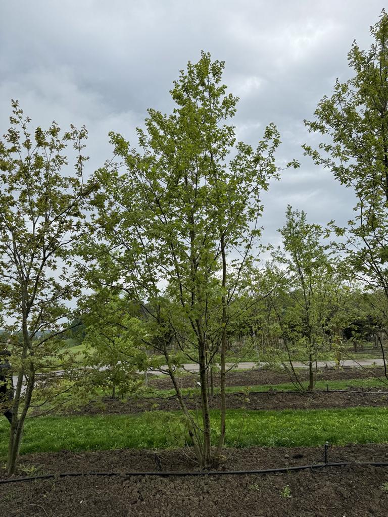 Quercus cerris