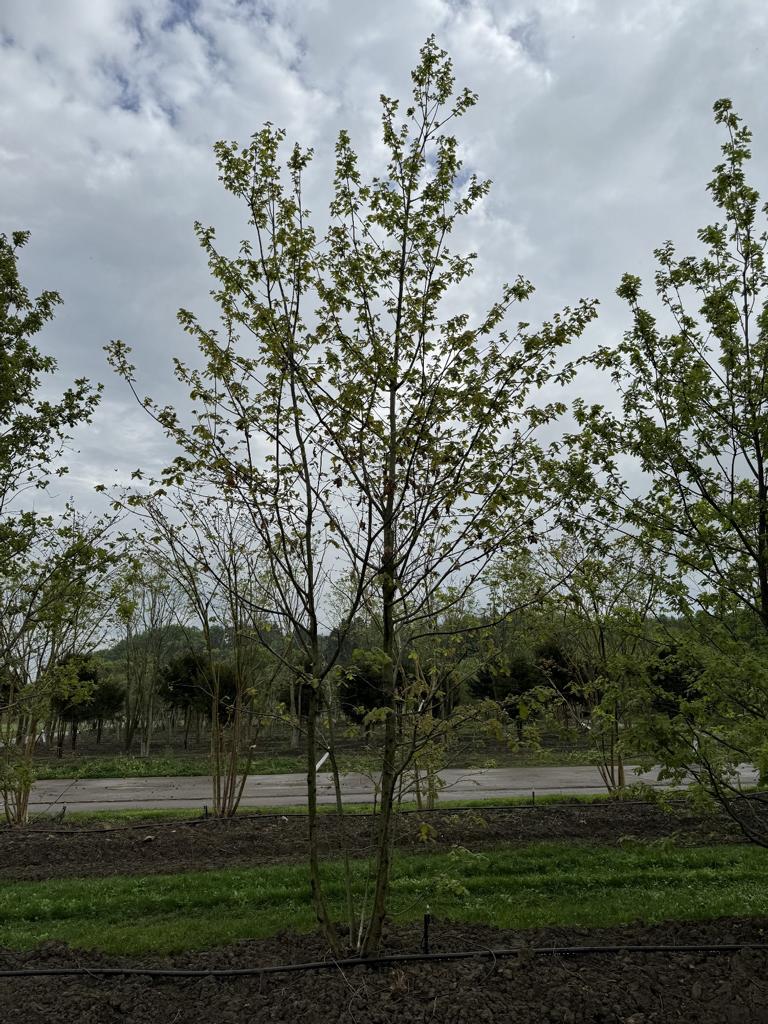 Quercus cerris