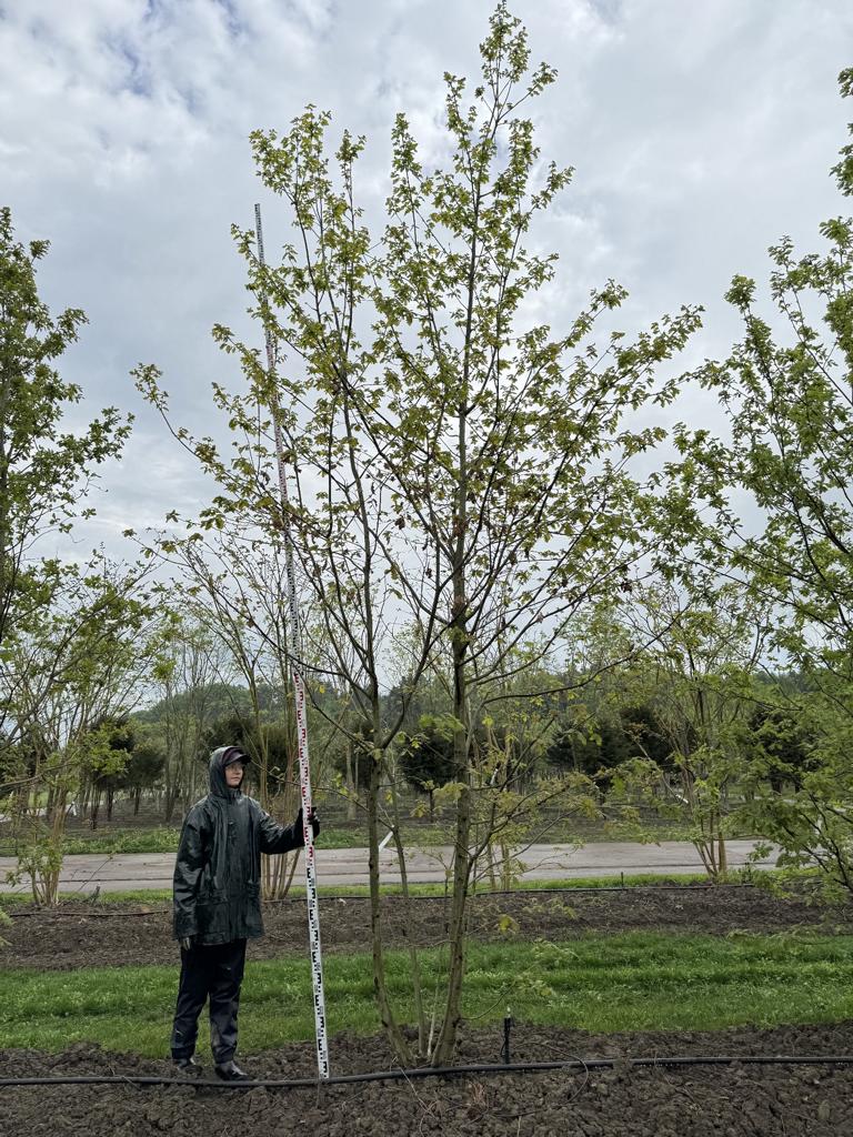 Quercus cerris