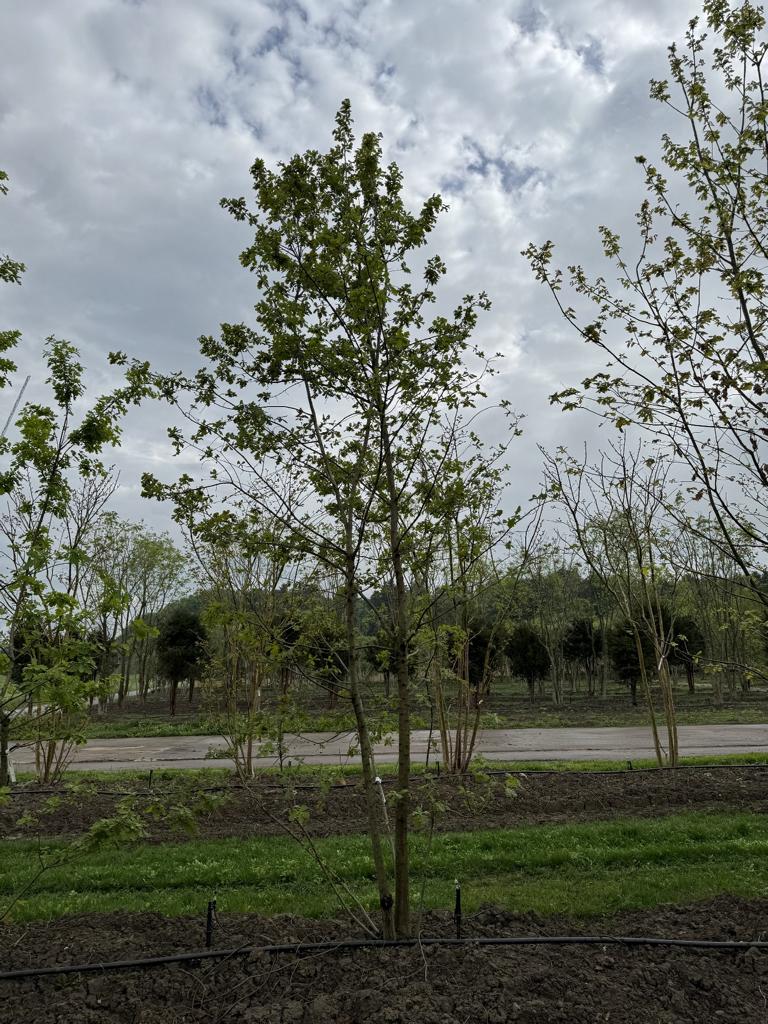 Quercus cerris