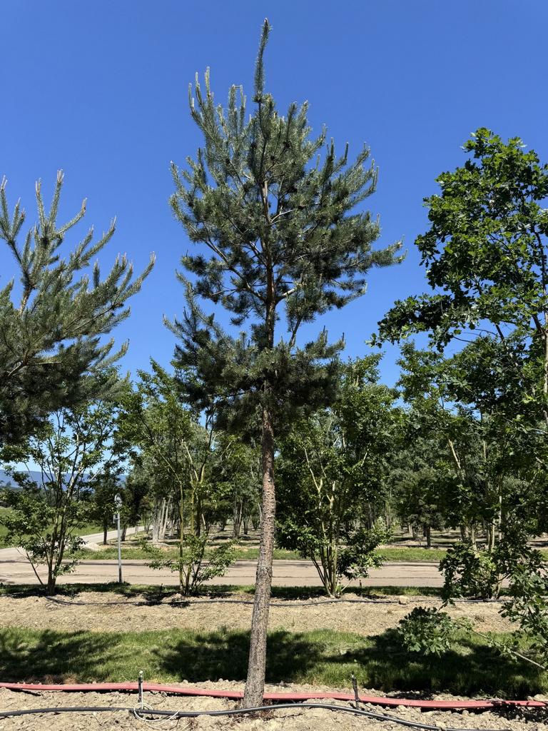 Pinus sylvestris