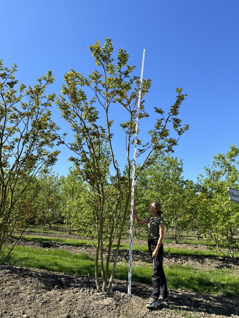 Lagerstroemia 'Natchez'