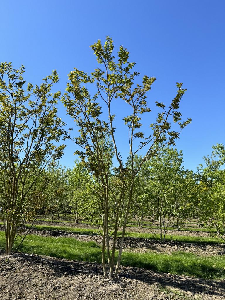 Lagerstroemia 'Natchez'