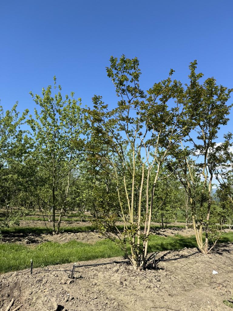 Lagerstroemia 'Natchez'