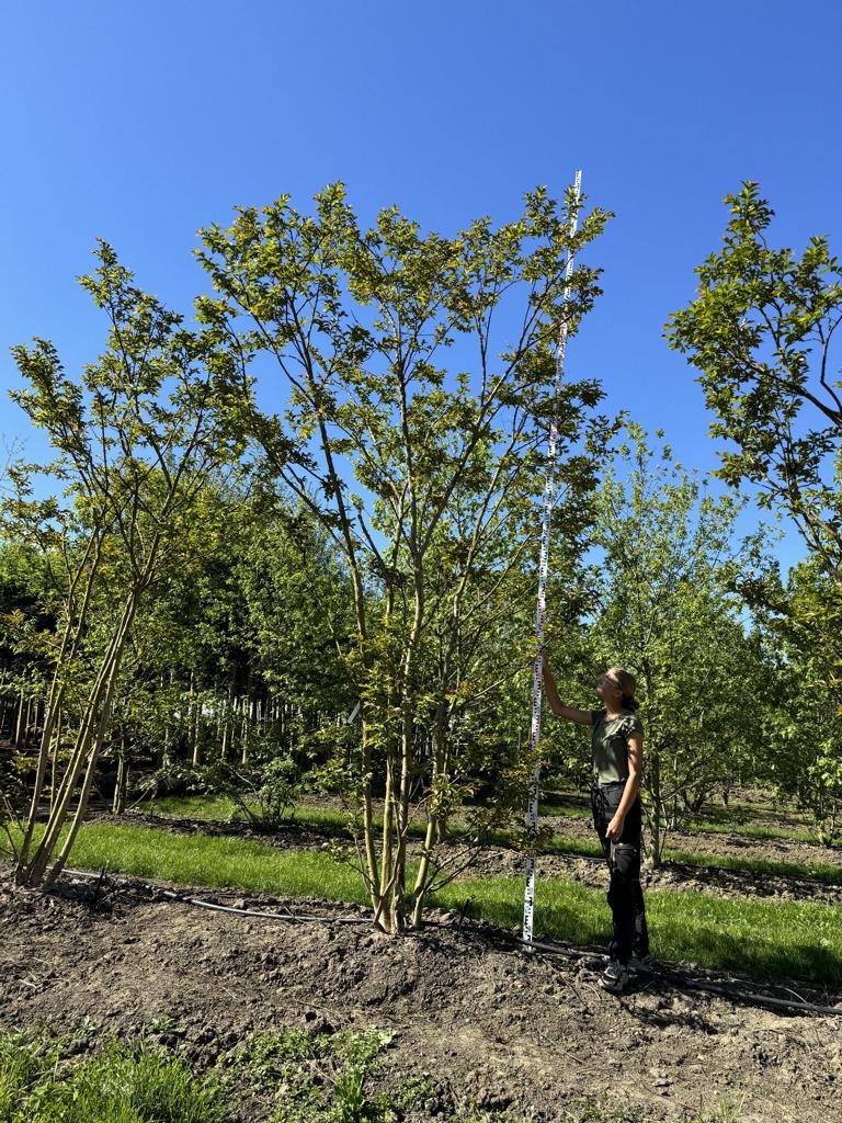 Lagerstroemia 'Natchez'