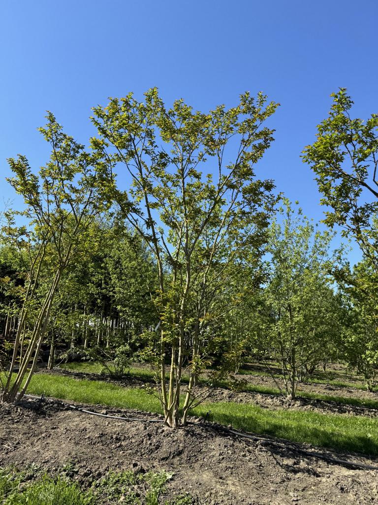 Lagerstroemia 'Natchez'