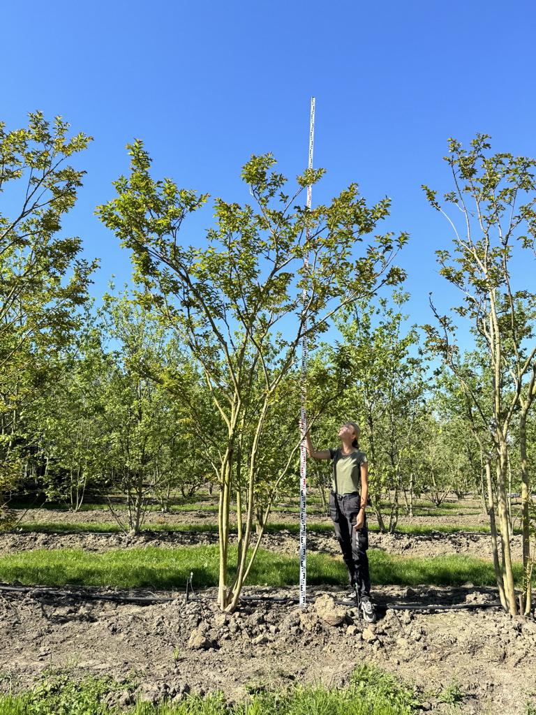 Lagerstroemia 'Natchez'