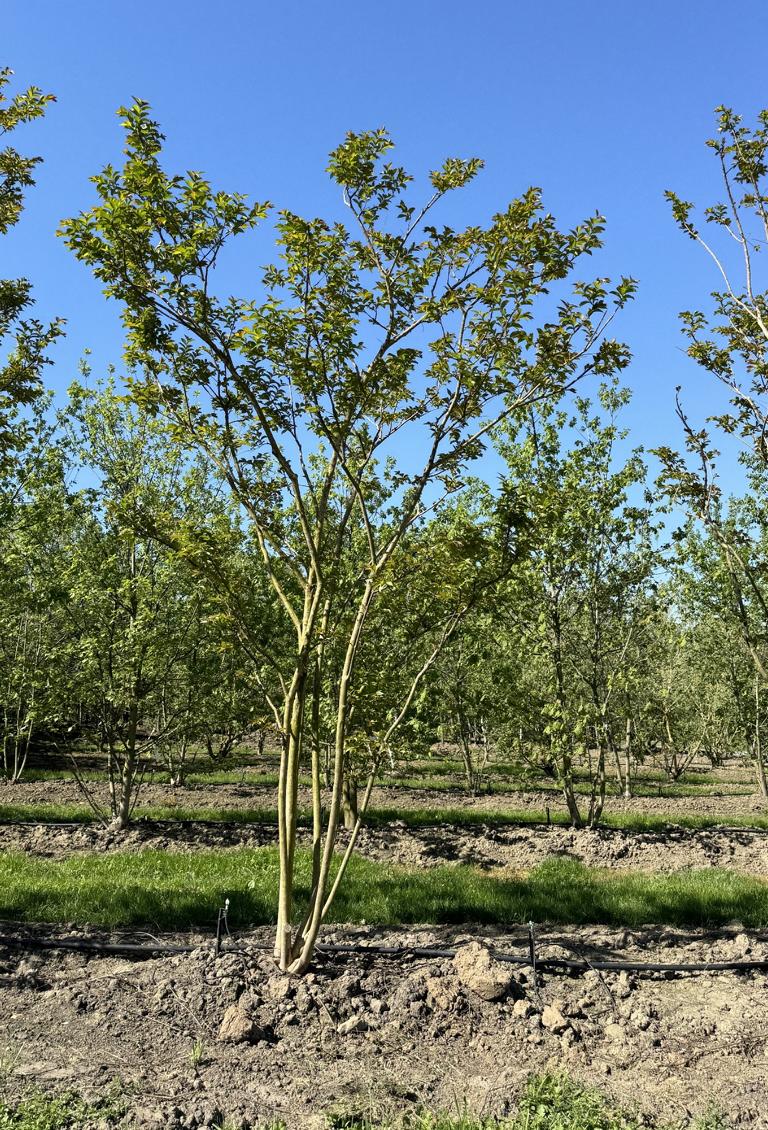 Lagerstroemia 'Natchez'