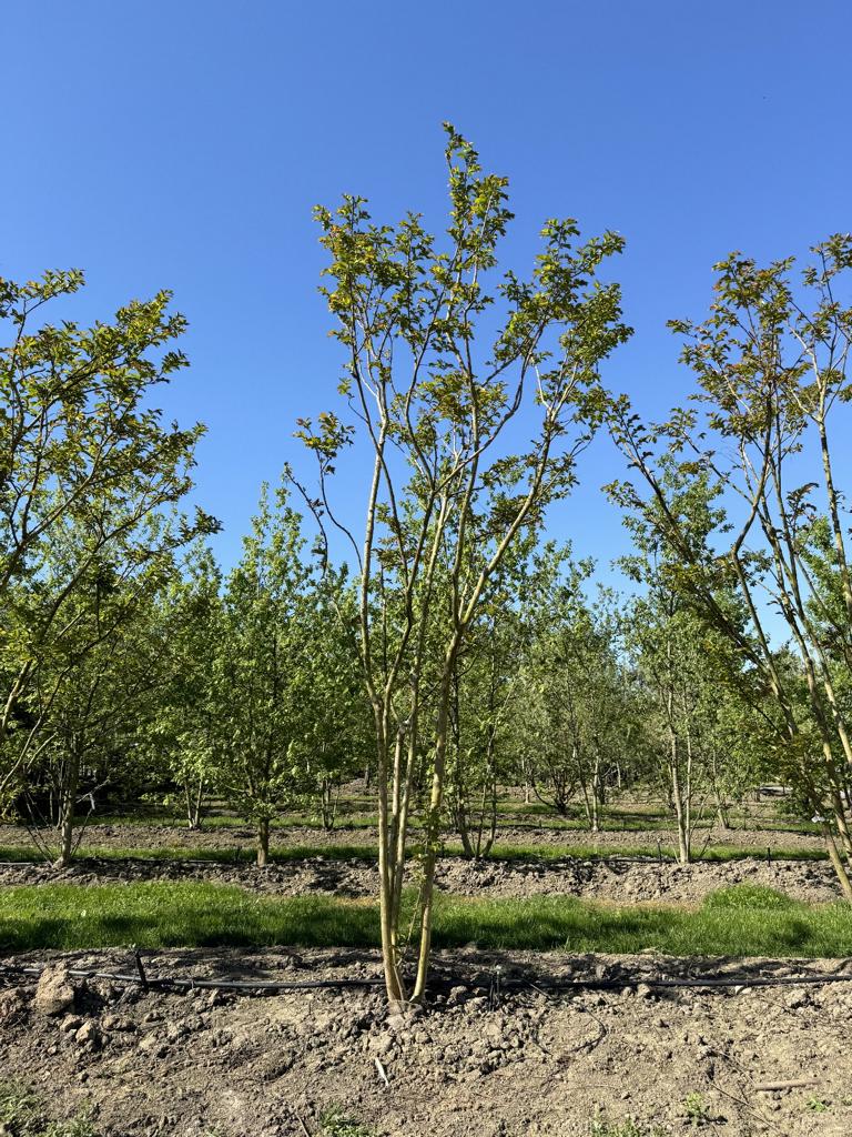 Lagerstroemia 'Natchez'