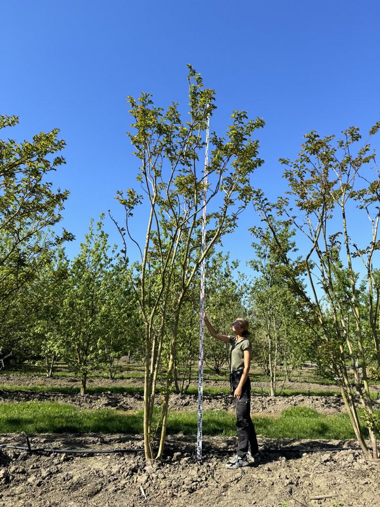 Lagerstroemia 'Natchez'