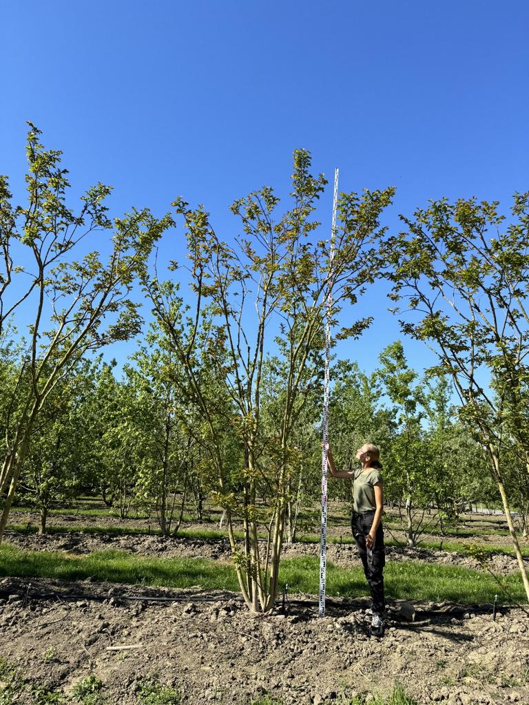 Lagerstroemia 'Natchez'