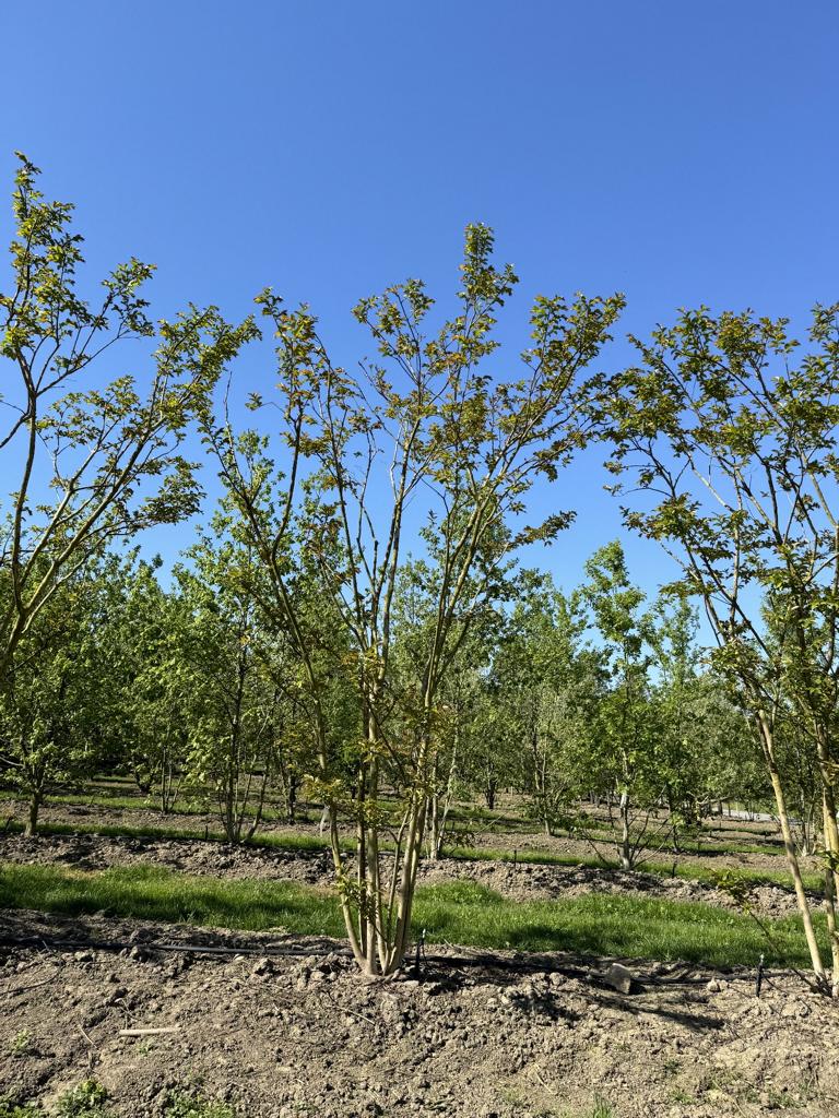 Lagerstroemia 'Natchez'