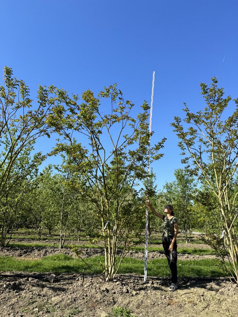 Lagerstroemia 'Natchez'