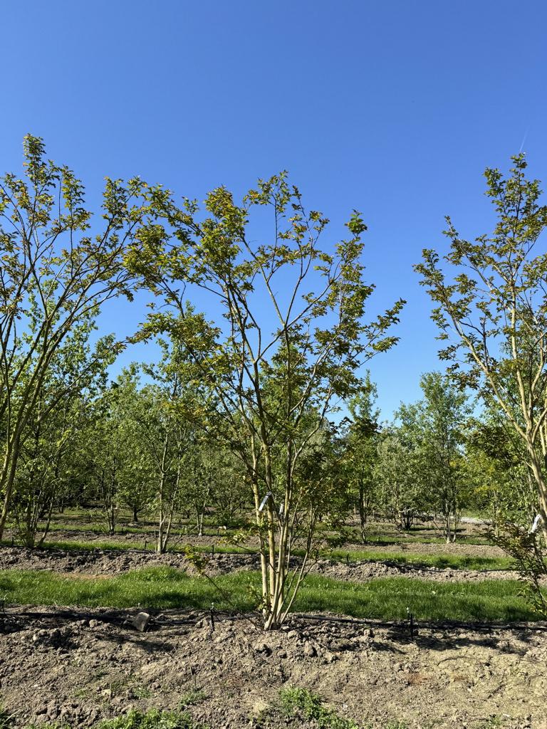 Lagerstroemia 'Natchez'