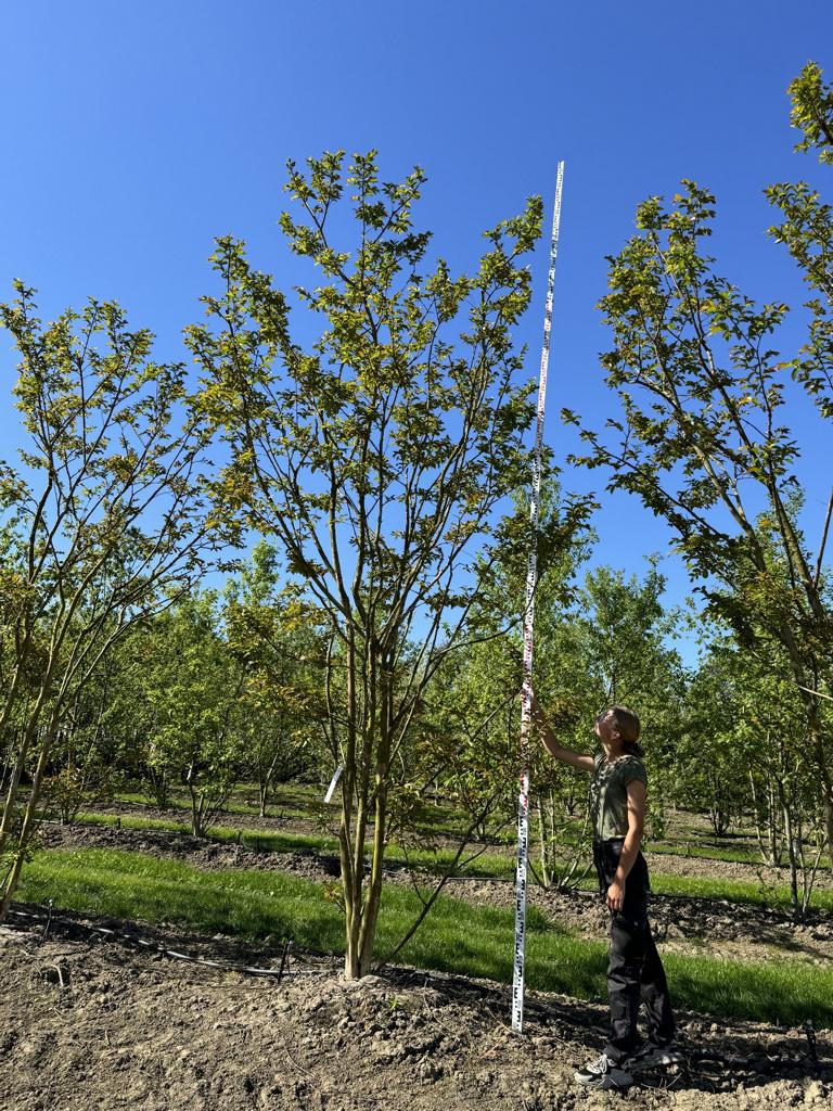 Lagerstroemia 'Natchez'
