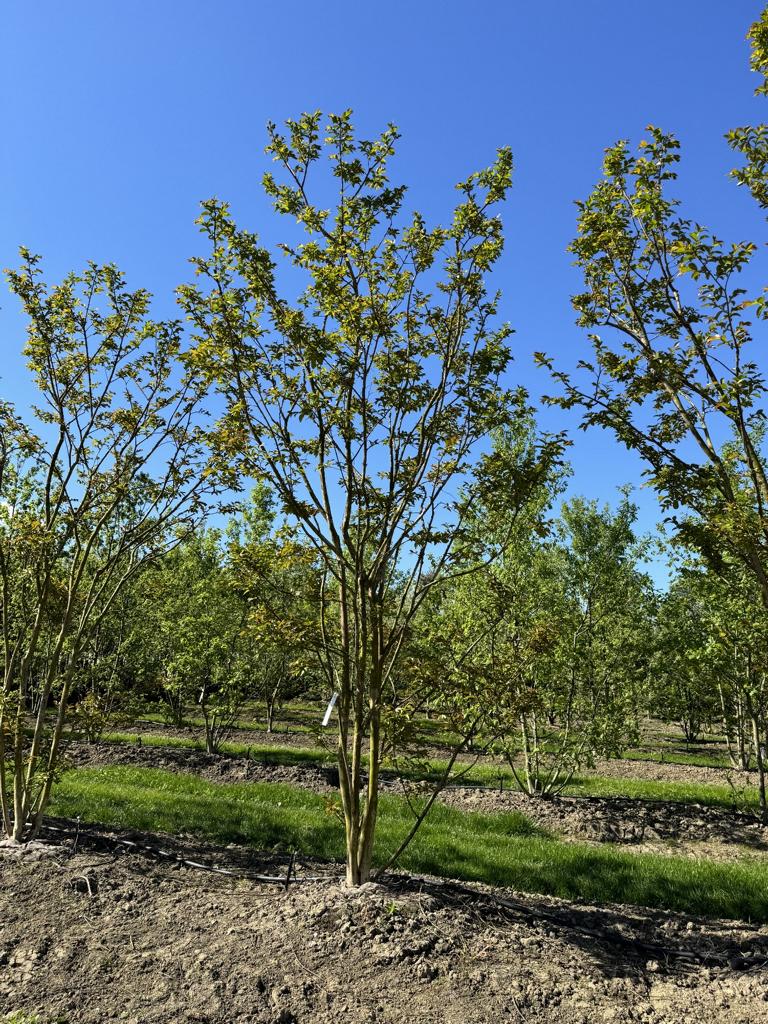 Lagerstroemia 'Natchez'