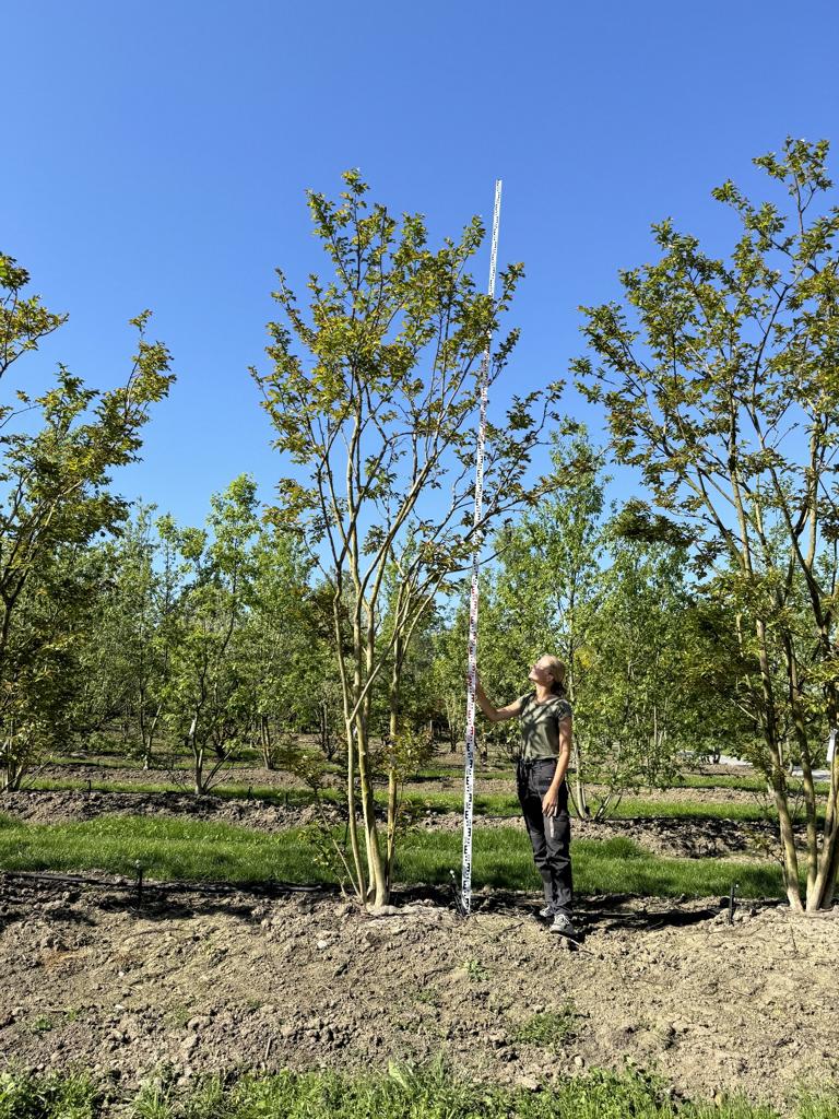 Lagerstroemia 'Natchez'