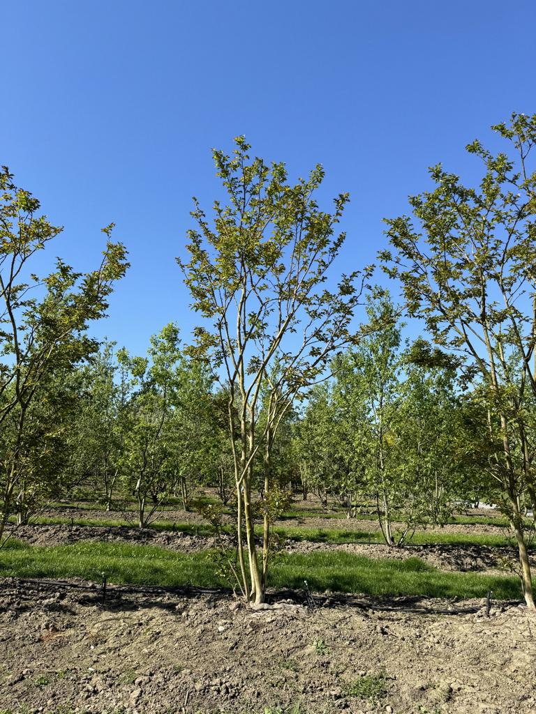 Lagerstroemia 'Natchez'