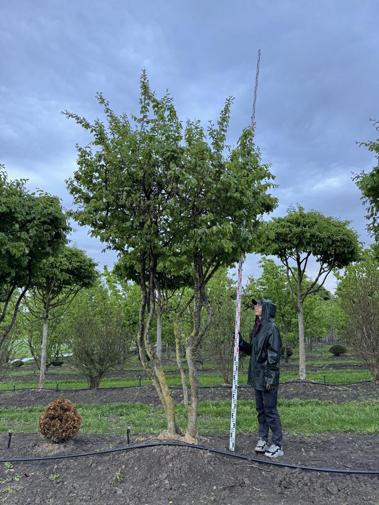Parrotia persica Schirmform