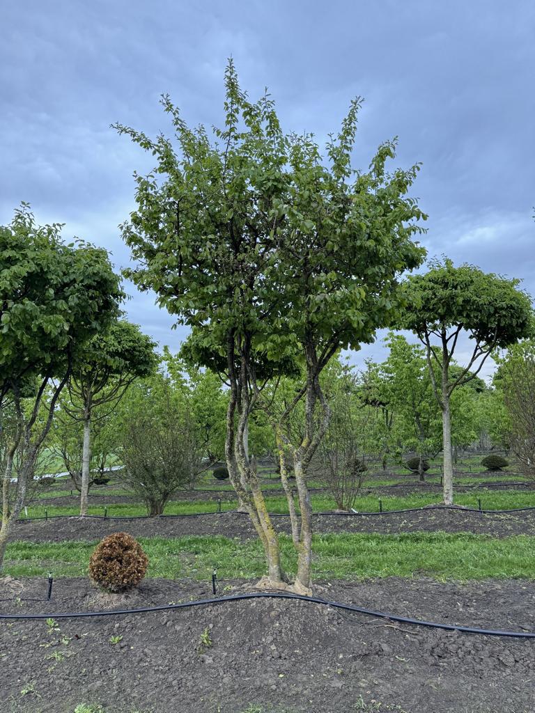 Parrotia persica Schirmform