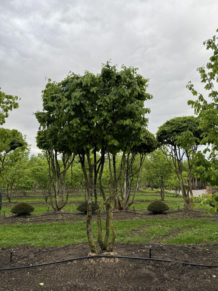 Parrotia persica Schirmform