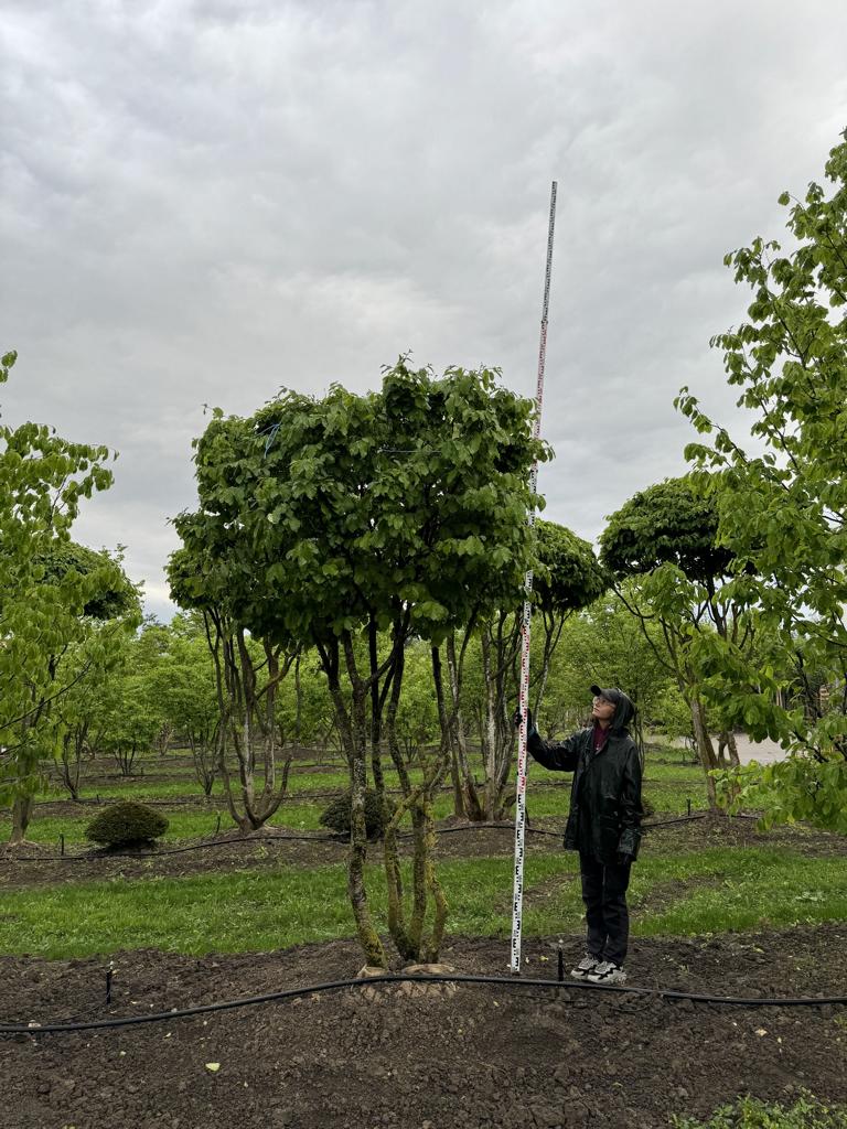 Parrotia persica Schirmform