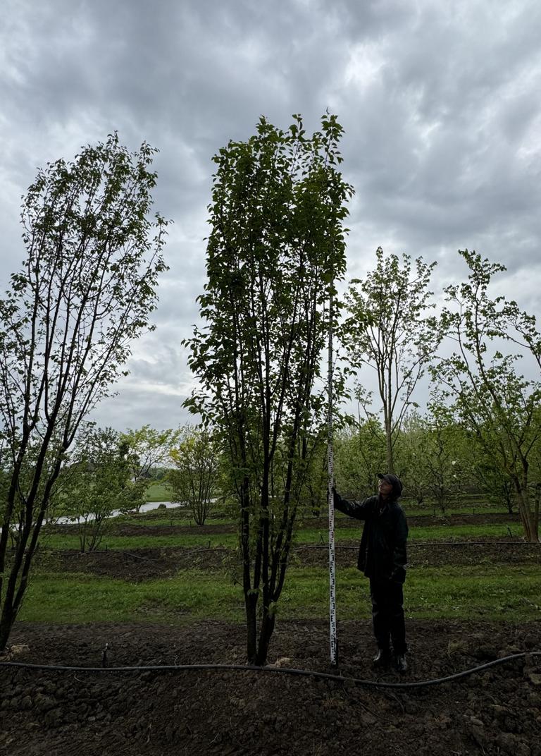 Prunus sargentii
