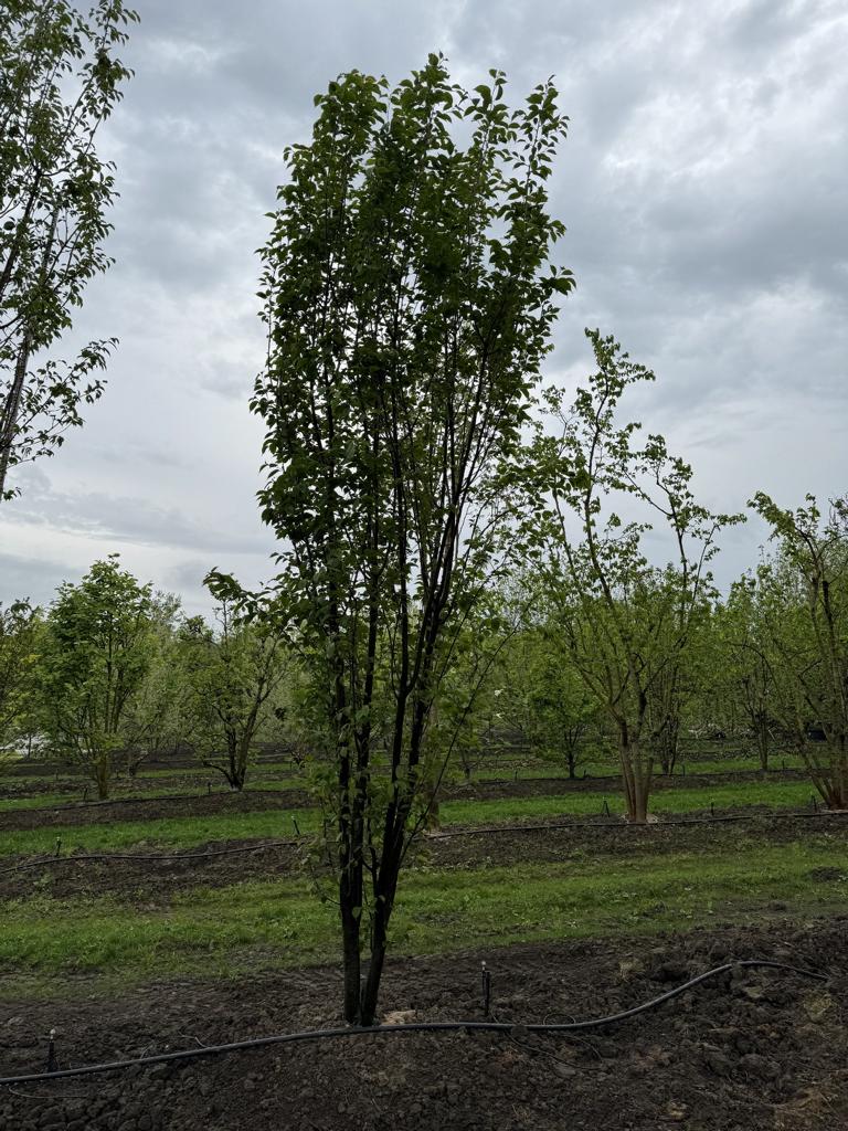 Prunus sargentii