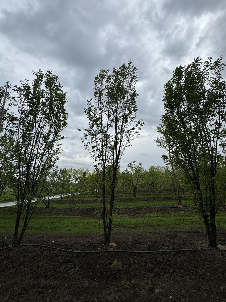 Prunus sargentii