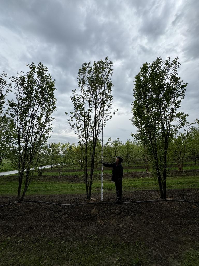 Prunus sargentii