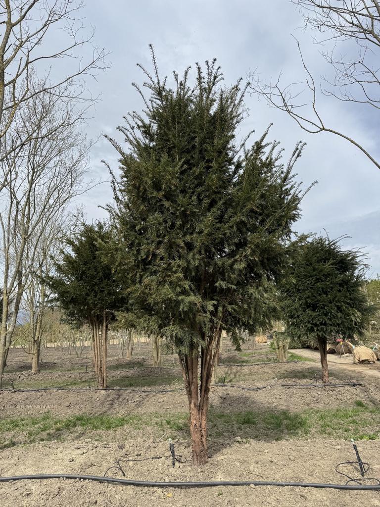 Taxus baccata Schirmform